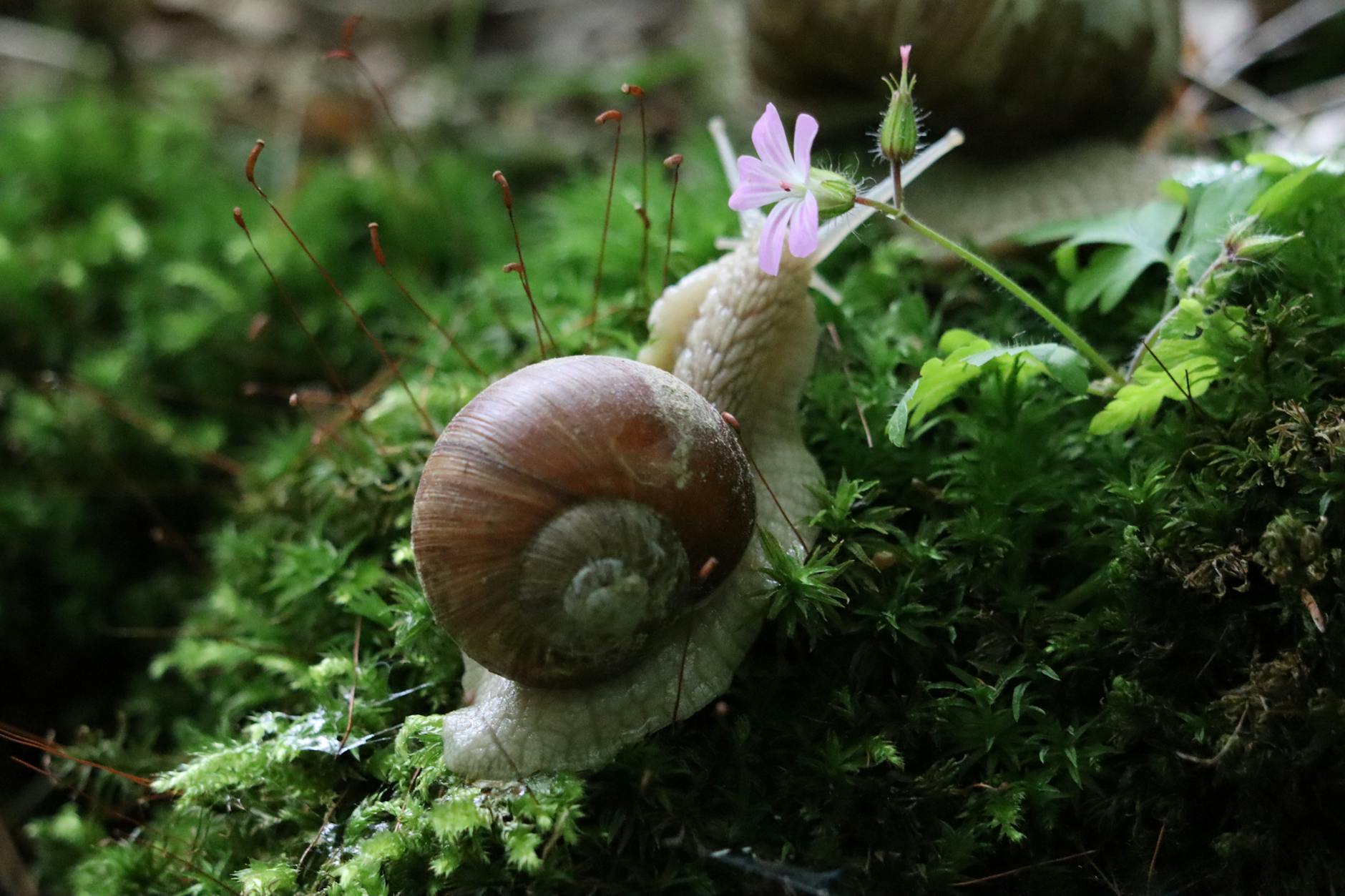 Amazing Benefits of Snail Mucin